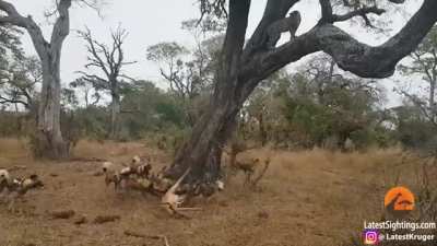Three Way Face Off over an impala that&rsquo;s still alive.