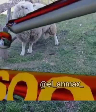 Un grande oscar