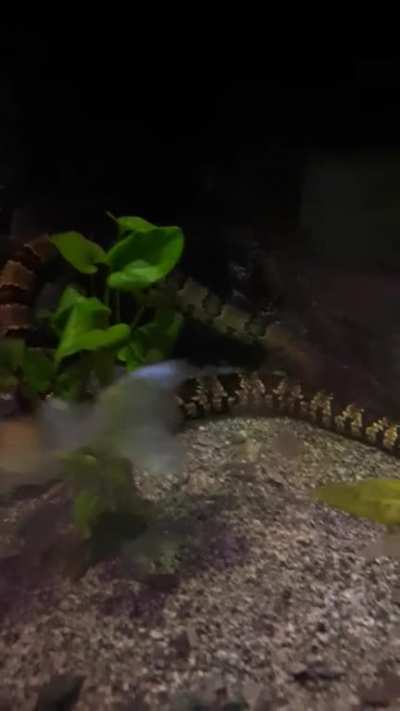 Tanuki the false water cobra going for a dive.