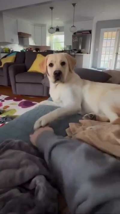 Paw war