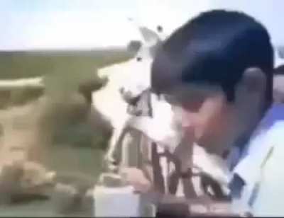 eşşek..