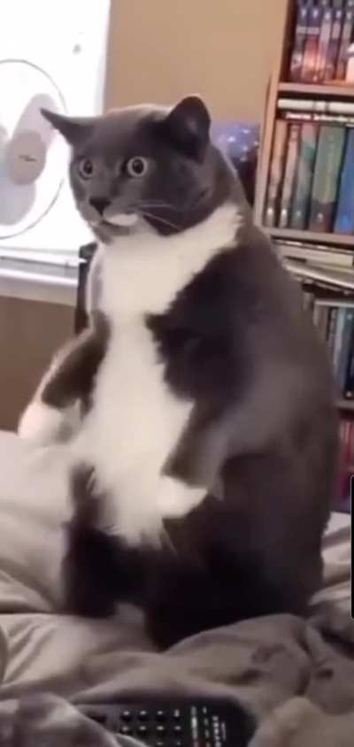 Cat.