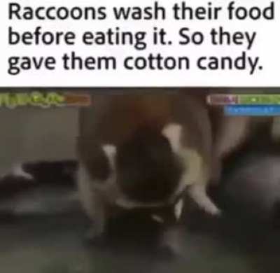 rip cotton candy
