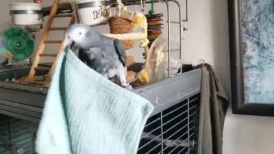 $400 worth of toys ignored in favor of a dirty towel