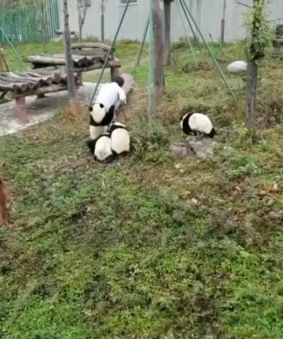 MAn tAKES A Lot oF shIT WHilE bEiNg ATTacKEd by bEARs...