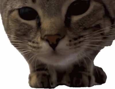 Curious wunk