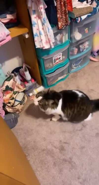 Lion attack