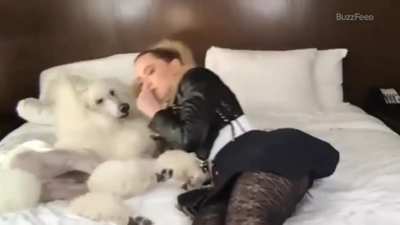 Poodles content