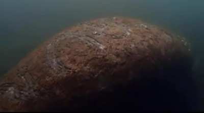Manatee found with 
