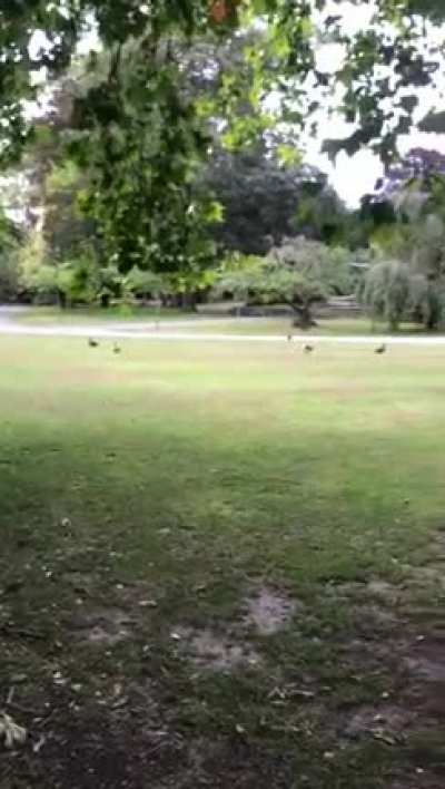 rageful monster attack&eacute; gentl quackerinis