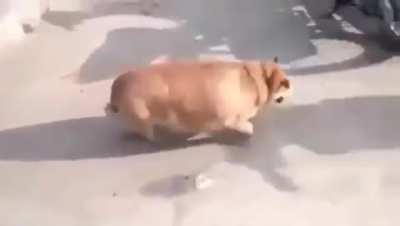 Cachorro gordo fds