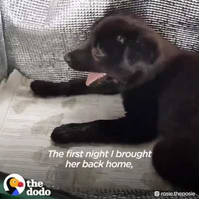 Rosie, a tiny pup who couldn't stand on her own had to learn how to run and trust a human again.