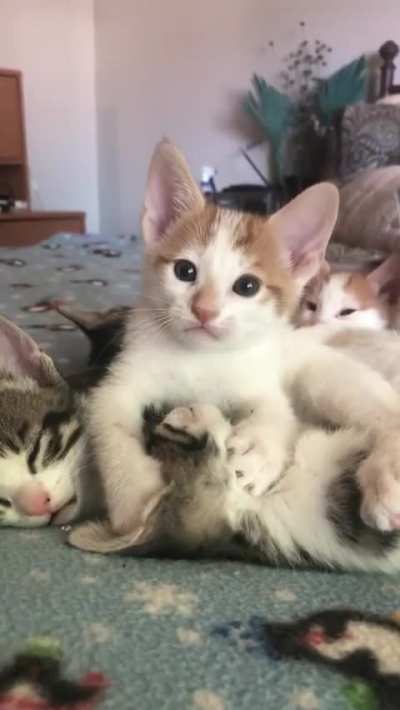 Mlem-Mlem-mlem
