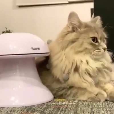 When your cat doesn&rsquo;t care about your fancy toys