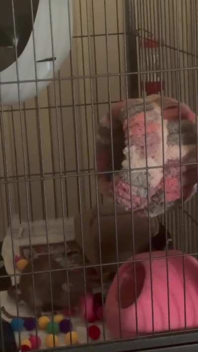 Bonk