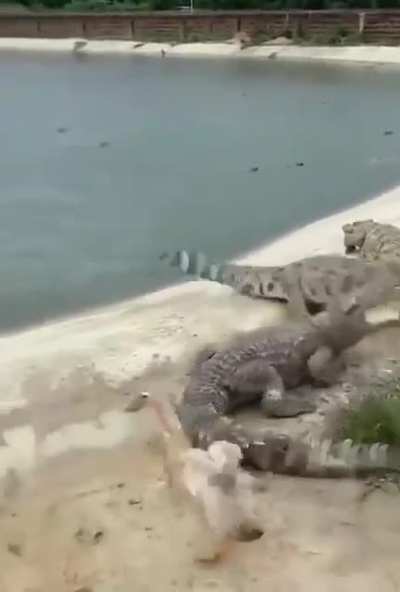 Suicide Cuack! 🦆