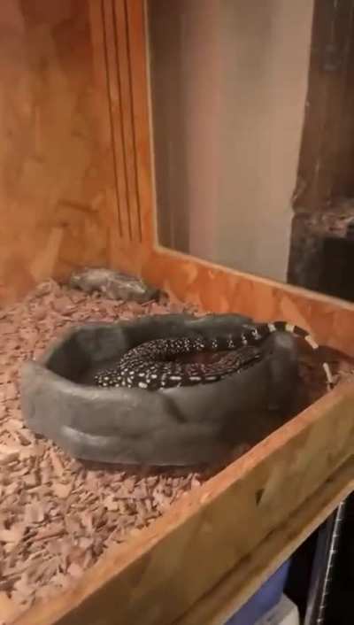 My tegu discovered the &ldquo;drunk sailor&rdquo; sleeping position 🍺💤