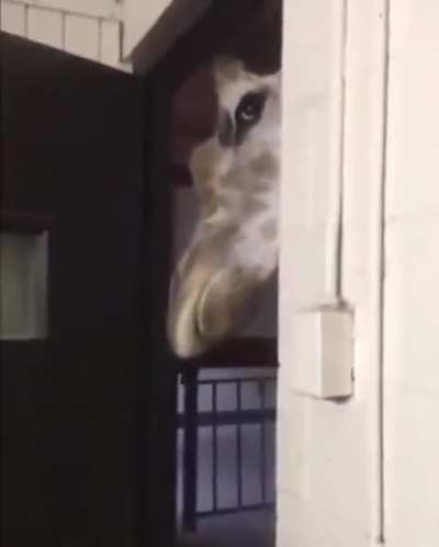 As chances de voc&ecirc; ser morto por uma girafa s&atilde;o poucos, mas nunca zero