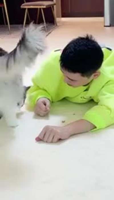 Difference between dogs and cats.