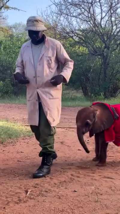 Doldol, the littlest 🐘 @ Sheldrick Wildlife Trust