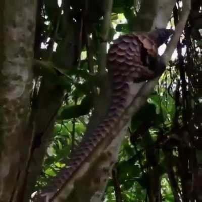 This beautiful animal is the black-bellied pangolin. Having large scales which are often a rich ochre color w/ dark borders &amp;amp; the only species with black skin. It has 47 vertebrae in its tail, more than in the tail of any other mammal. This pangolin i