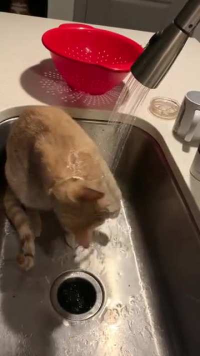 He didn&rsquo;t get the memo that cats are not supposed to enjoy water&hellip;