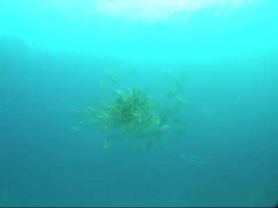 Octopus pursued and devoured by a school of Leatherjackets.