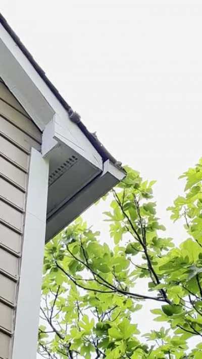 Yawning squirrel&hellip; in my gutter.