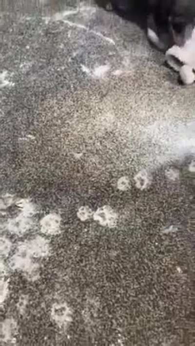 This is what happens when you leave two mini dachshund puppys alone for an hour and forget to move the corn flour 🤦🏼