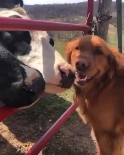 Pupper being groomed by some happy cows