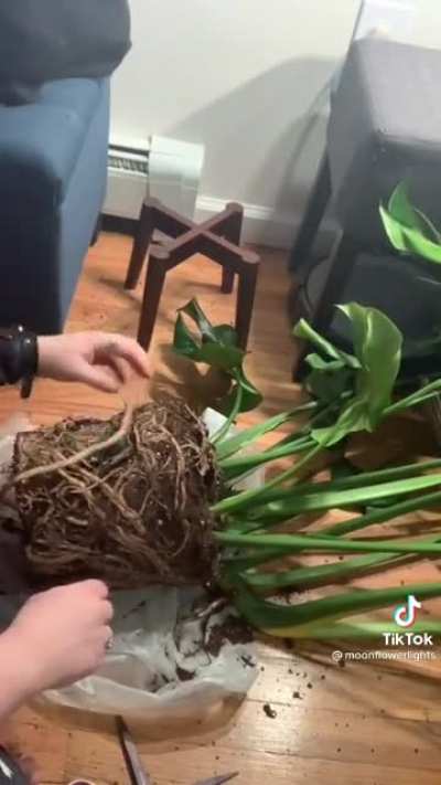 Repotted the monstera, boss