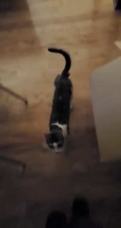 Big cat attacks human who got too close