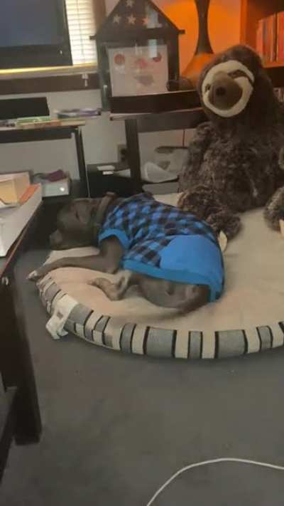 He&rsquo;s fully asleep, his tail is not apparently