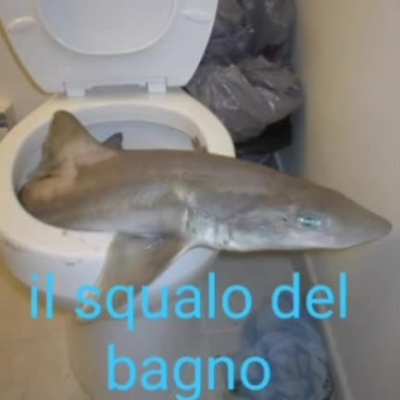 il squalo del bagno