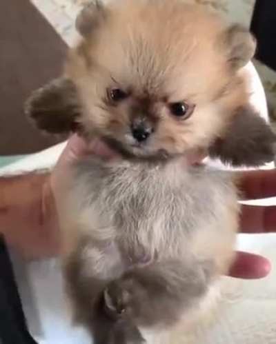 Немного милоты