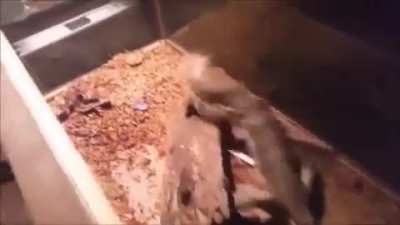 Reggie is dead