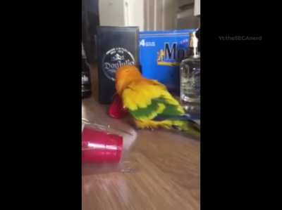Birdie means business