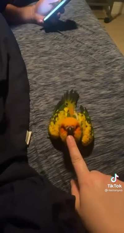 SICk FuCK AbUsEs BIRd, THe birD GeTS theIr ReVEnGE! SUPER GRAphIc!
