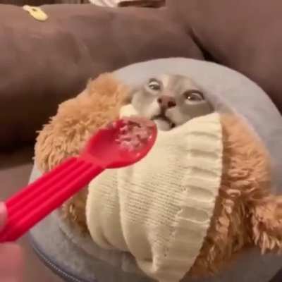 Meow irl