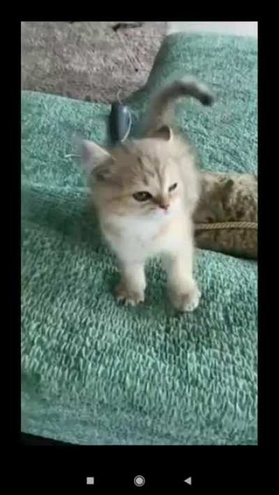 как тигр делает
