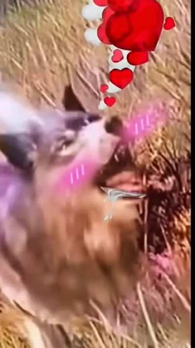 Cursed_irl