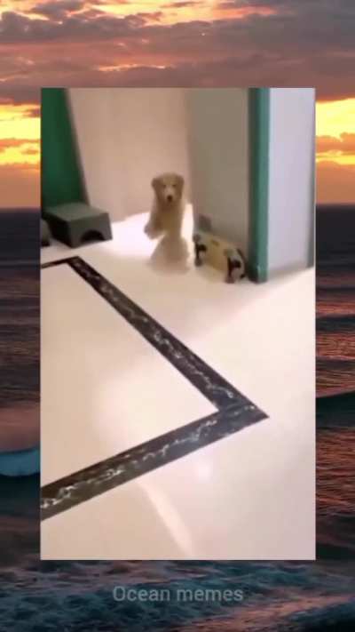 Para quien no entendio el perro se burla de su due&ntilde;o 