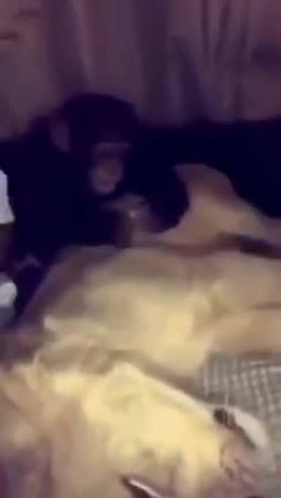 Um macaco