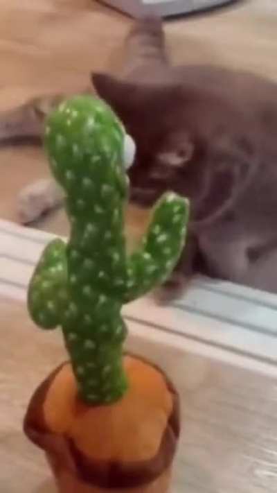 🐈&zwj;⬛🌵