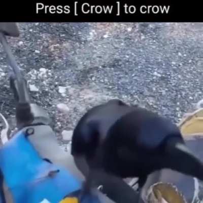 The Crow button