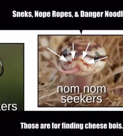 Snek :3