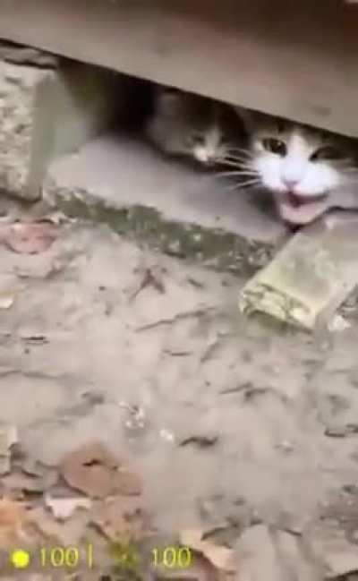 Half life cat
