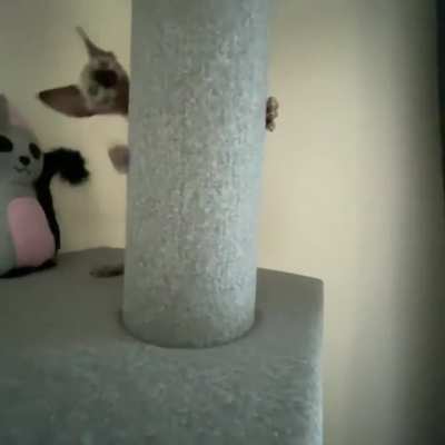 It's Playtime on the cat tree