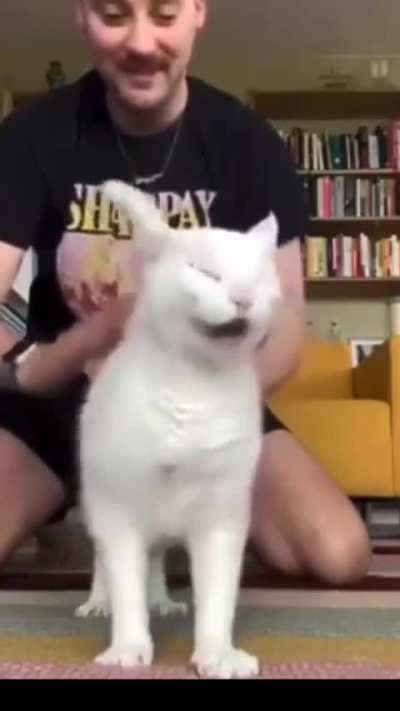 I don&rsquo;t know if the cat likes it or not?
