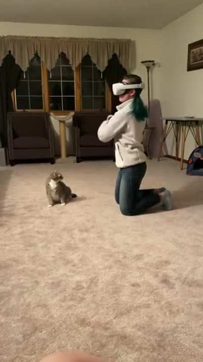 Cat is done waiting for it's turn...